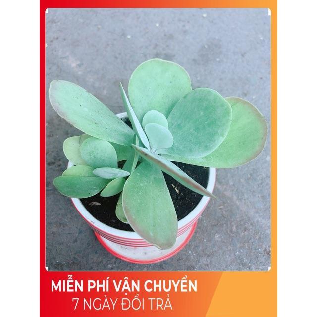 Sen Đá Cánh Bướm