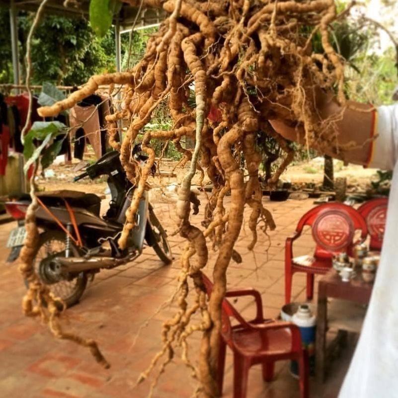 Cây Giống Ba Kích Tím Bổ Thận, Tráng Dương