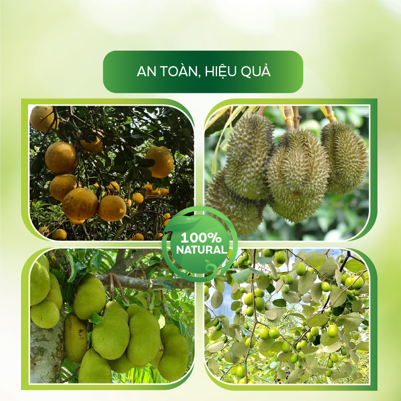Chế Phẩm Sinh Học AT Xử Lý Đất Nhiễm Mặn, Hạ Phèn Cải Tạo Đất Chuyên Canh Cây Ăn Trái Tiêu Chuẩn Hữu Cơ