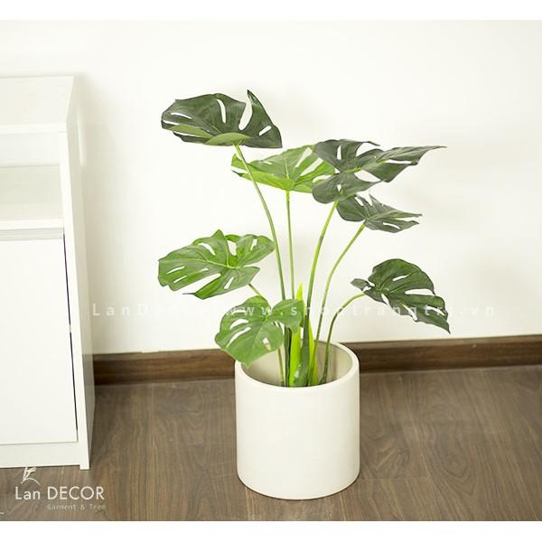 Cây giả - Cây lá rùa Lan Decor (70CM) - LC2817