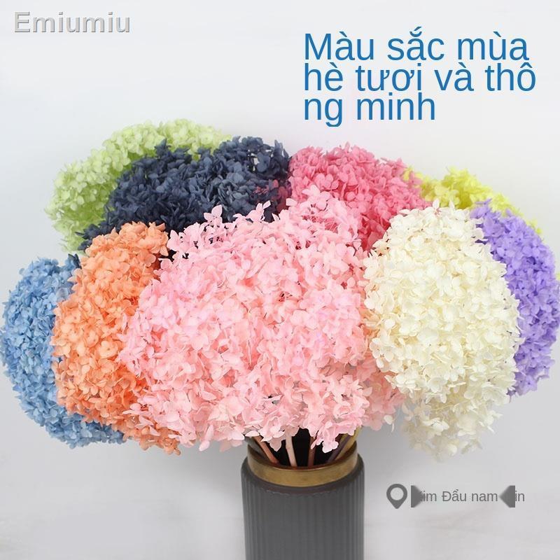 ☋▨☏Hoa vĩnh cửu, hoa khô, cẩm tú cầu