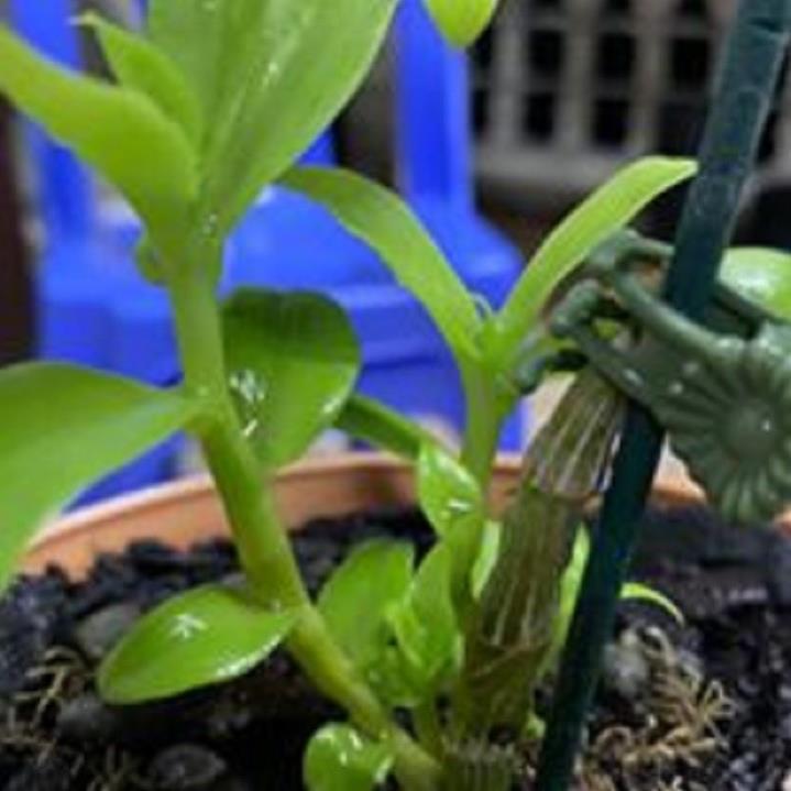 Sản Phẩm Hoa lan phi điệp - nữ hoàng 28