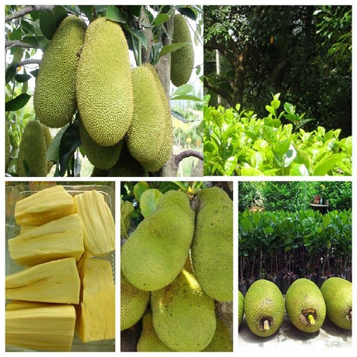 Mít không hạt, giống Cây MÍT KHÔNG HẠT