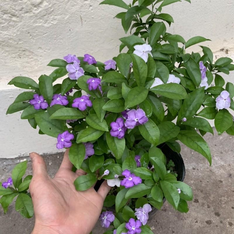 Cây hoa nhài nhật 2 màu cao 35cm, hoa nở quanh năm toả hương thơm quyến rũ, cây hoa cảnh trồng chậu cảnh và ban công