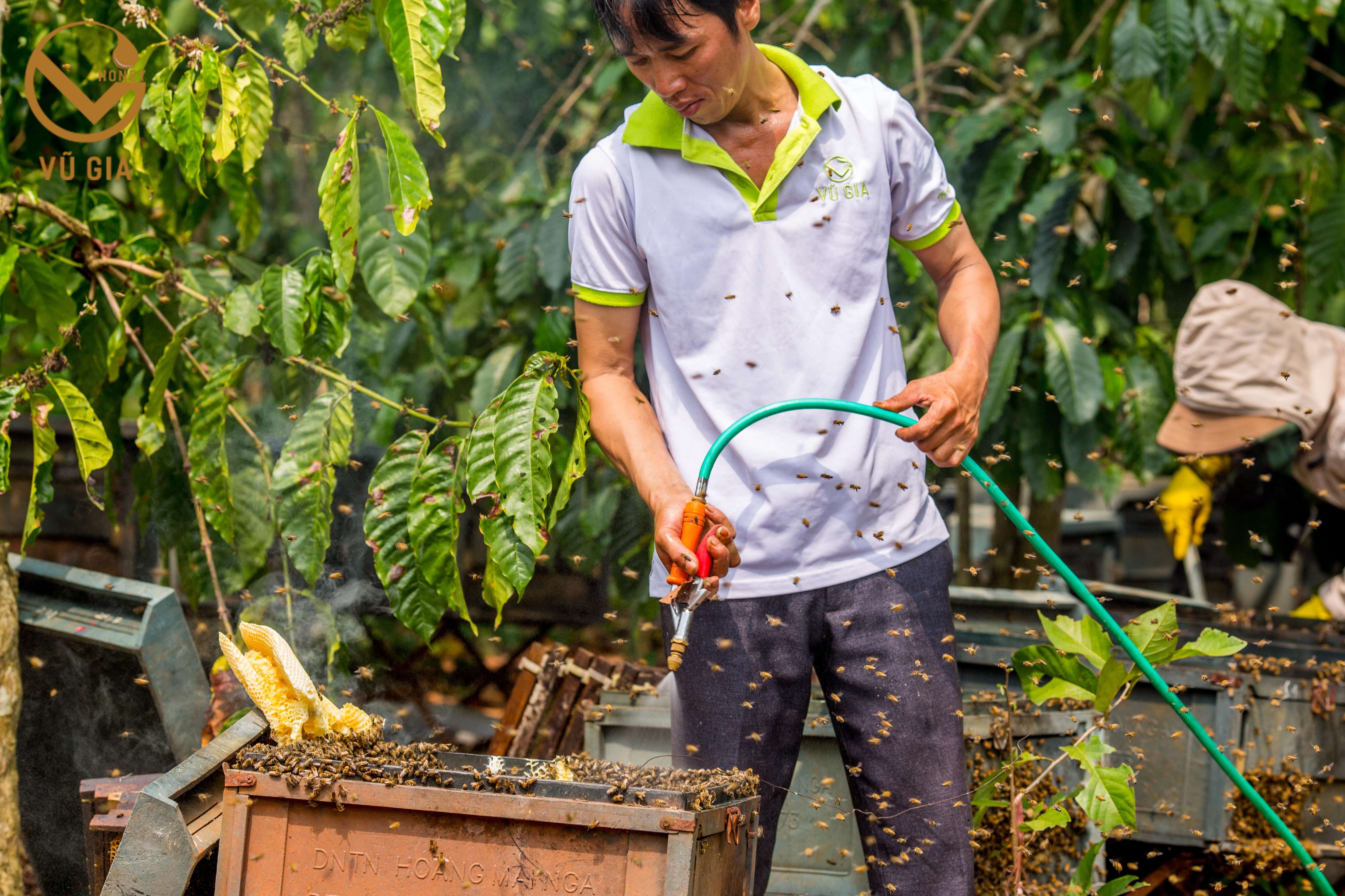 Mật Ong Hoa Cỏ Kim Nguyên Chất VG Honey - Chất lượng vượt trội, tăng cường sức đề kháng, hỗ trợ dạ dày, hỗ trợ làm đẹp chăm sóc da