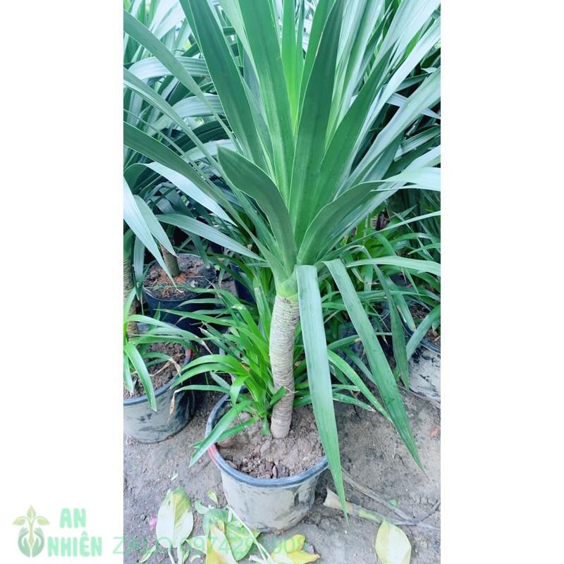 Phát Tài Núi 1 Thân Cao 1m4