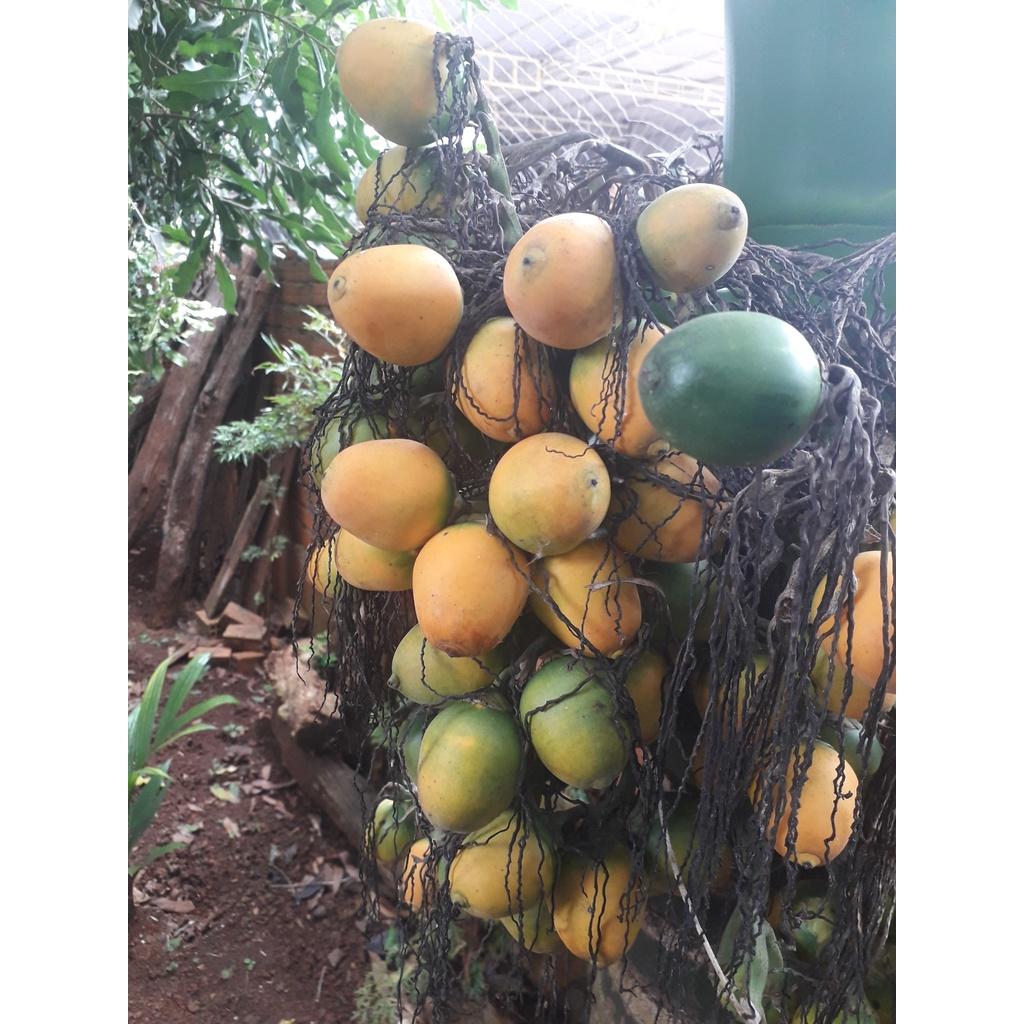 CÂY GIỐNG CAU LAI