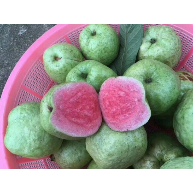CÂY GIỐNG ỔI RUBI KHÔNG HẠT THÁI LAN SIÊU NGON SIÊU QUẢ- CAM KÊT GIỐNG CHUẨN F1