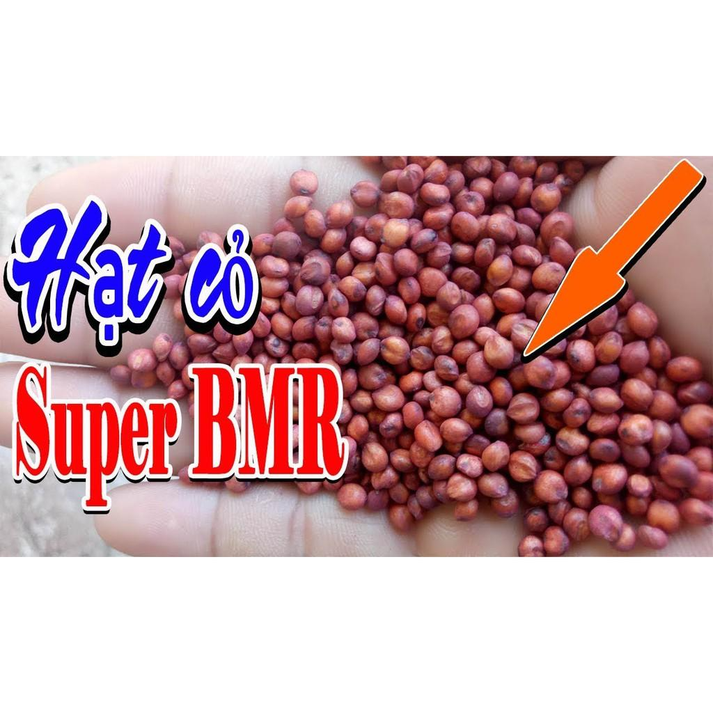 Hạt giống cỏ Sudan Super BMR - Cỏ Họ Ngô - Hạt Giống Cỏ Chăn Nuôi