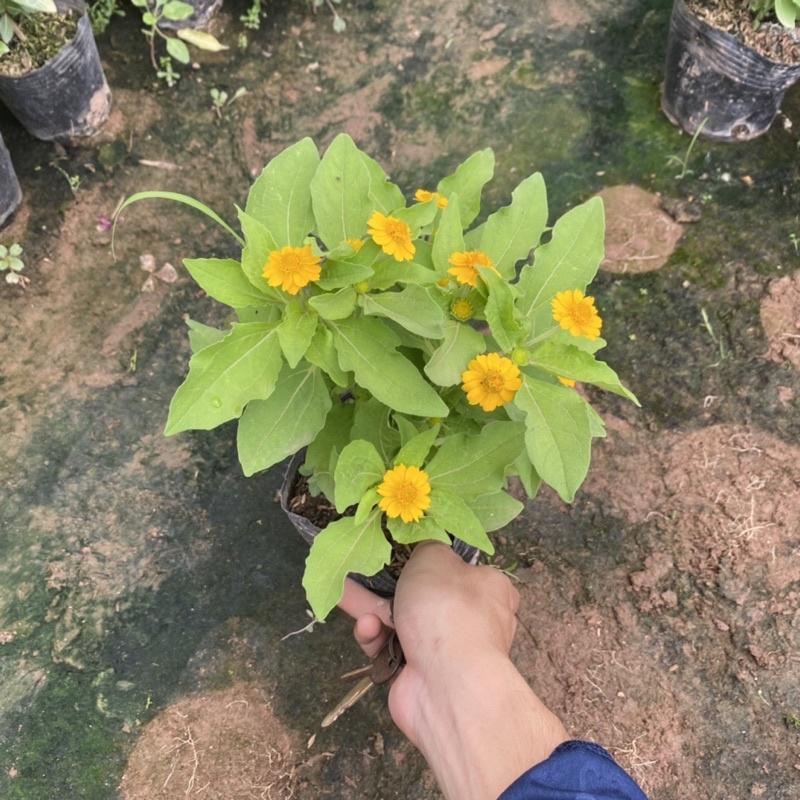 Cúc mặt trời trồng bịch đen đã có nụ và hoa