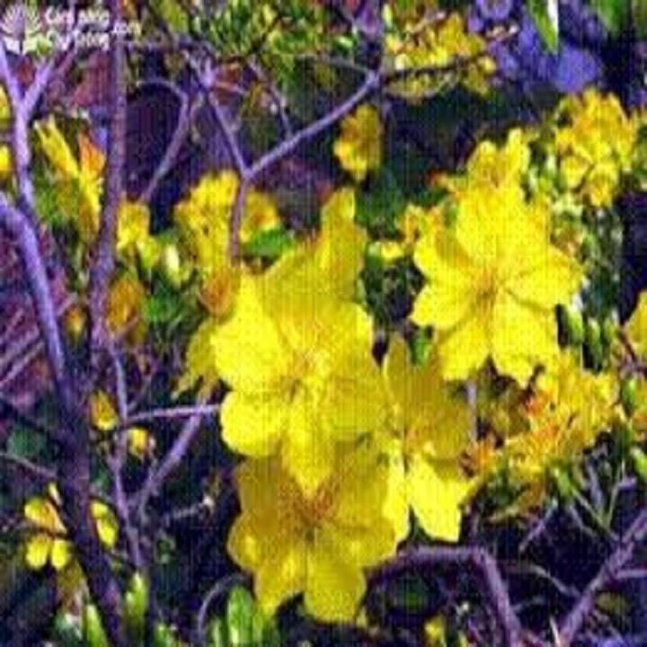CÂY GIỐNG MAI VÀNG 5 CÁNH ĐƠN - CGMV5CD