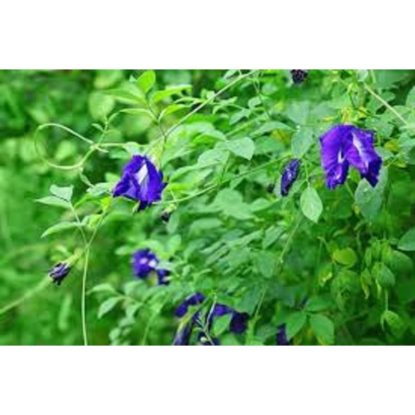 CHẬU HOA ĐẬU BIẾC - GIAO HÀNG CẢ CHẬU