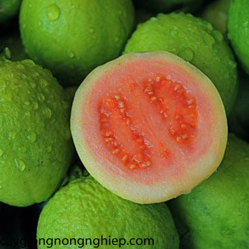 Cây Giống Ổi Lê Ruột Đỏ