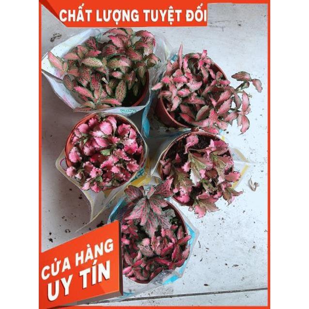 Cẩm Nhung Đỏ 35k/c