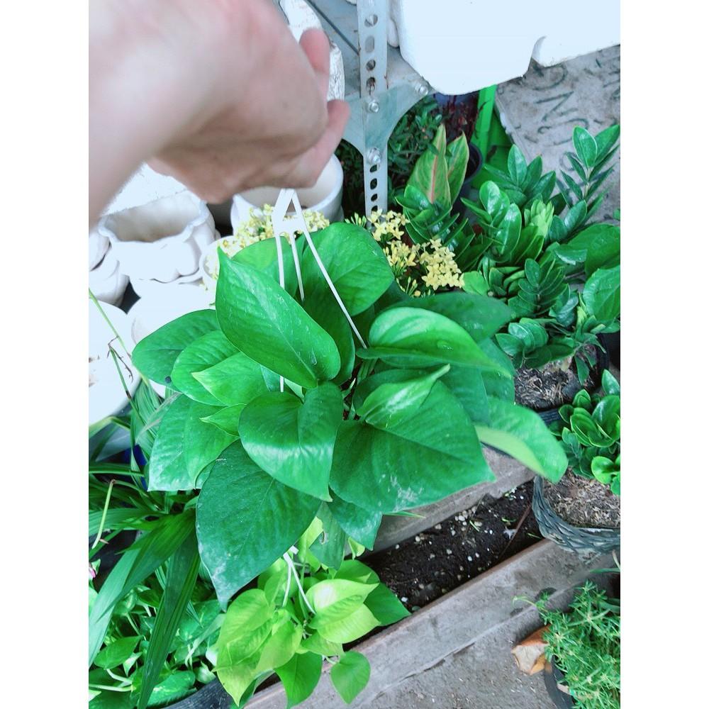 Chậu Trầu Bà Treo