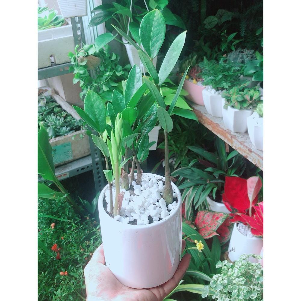 Chậu Cây Kim Tiền Thái