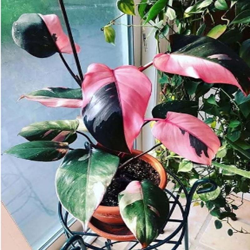 Cây Công Chúa Hồng - Philodendron pink princess - Cây nhỏ,thuần,khoẻ,var mạnh - cây cảnh để bàn + tặng phân bón cho cây