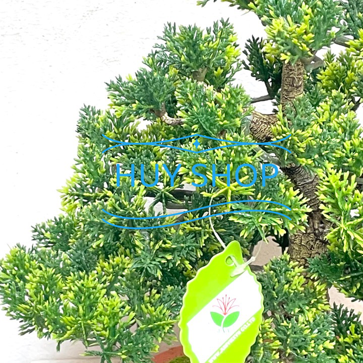 Chậu TÙNG KIM nhân tạo để bàn  trang trí nhà cửa