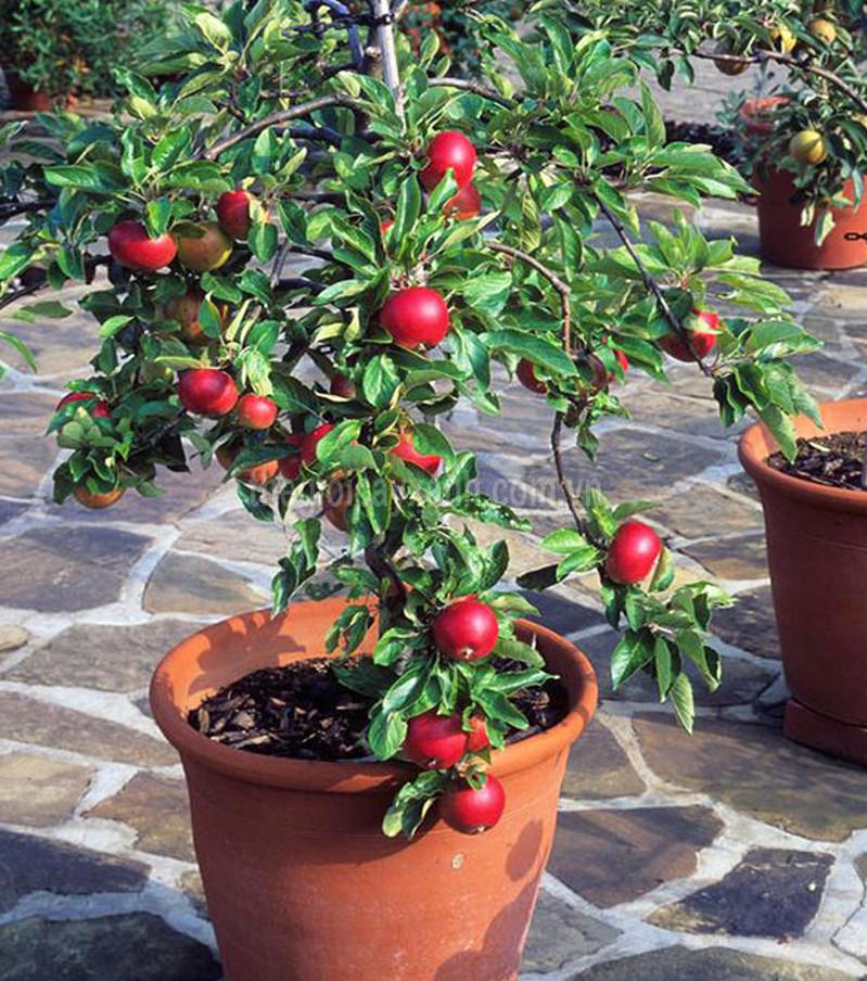 Cây TÁO LÙN QUẢ ĐỎ - CÂY BONSAI TRỒNG CHẬU CẢNH