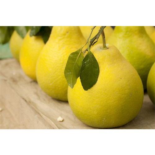 CÂY GIỐNG BƯỞI VÀNG SIÊU NGON