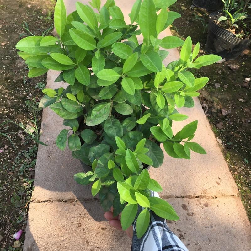 Cây Chanh Ăn Quả,Lá. Gia Vị Không Thể Thiếu Của Người Việt