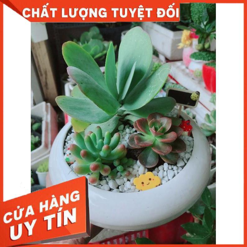 Chậu sen đá mix Nhiều Người Mua