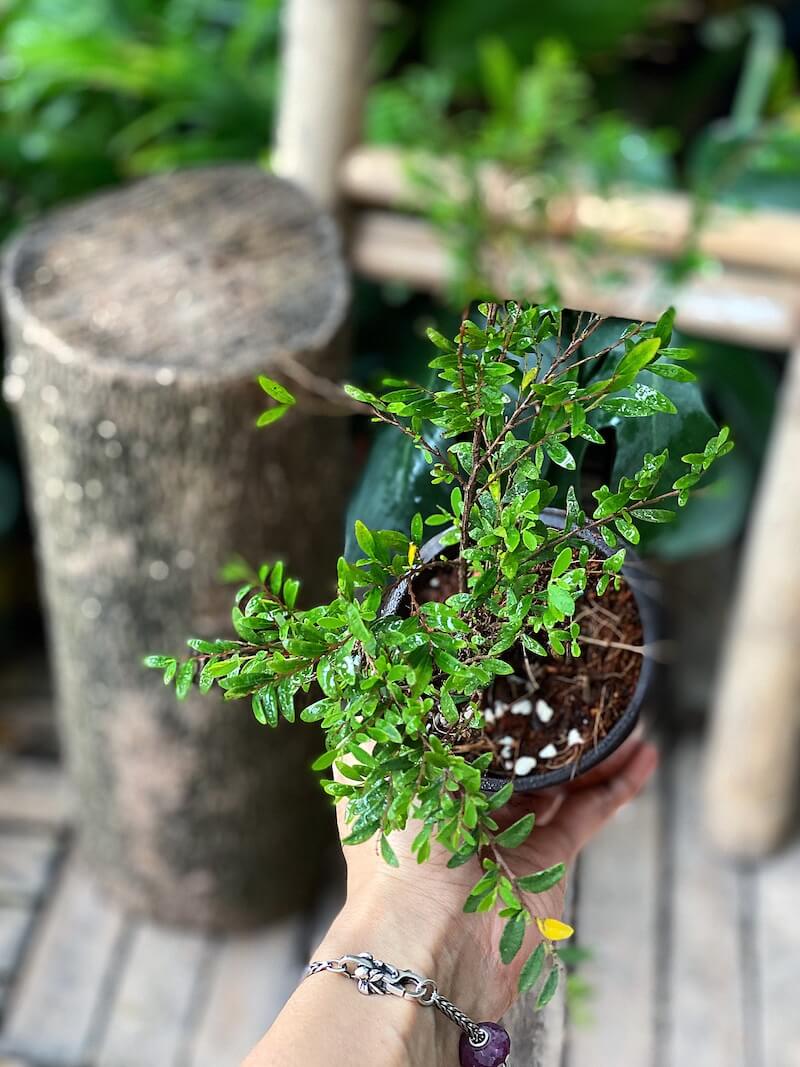 Cây Phyllanthus cochinchinensis Green Lightning  chậu nhựa 10cm