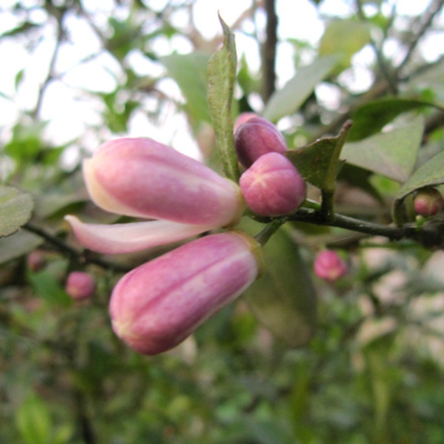 Cây giống Chanh Bông Tím