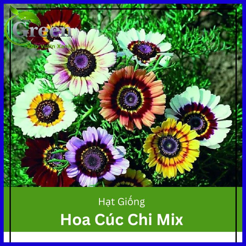 Hạt Giống Hoa Cúc Chi Mix Nhiều Màu (50H)