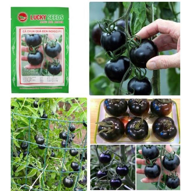 Combo 2 gói Hạt giống Cà Chua đen f1-gói 20 hạt/tặng kèm gói phân bón lót