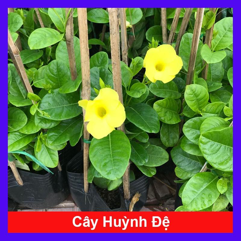 Cây Huỳnh Đệ (thân leo) - cây cảnh vườn + Tặng phân bón cho cây mau lớn