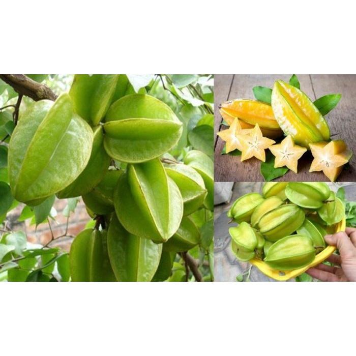 CÂY GIỐNG KHẾ CHUA SAI QUẢ