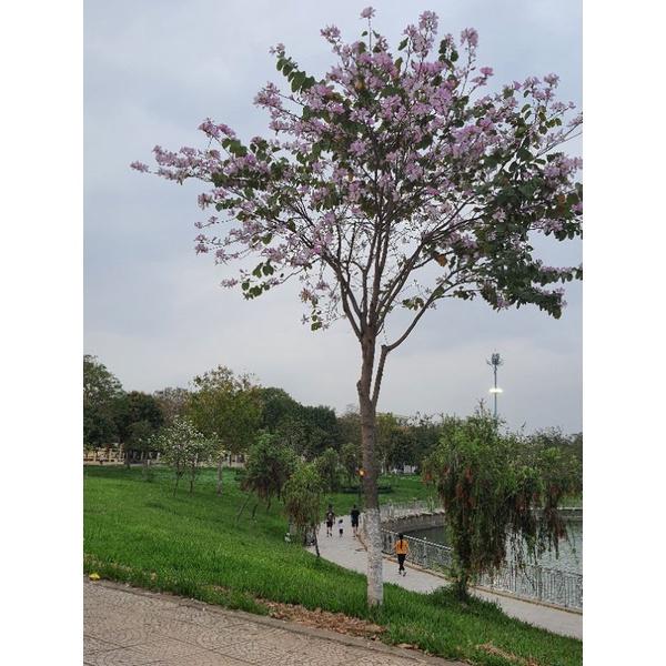 Cây giống hoa ban tây bắc. cây giống cao 20.25cm