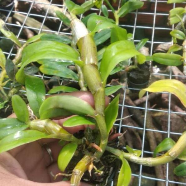 Hoa Lan Trầm Tím lai Giả Hạc