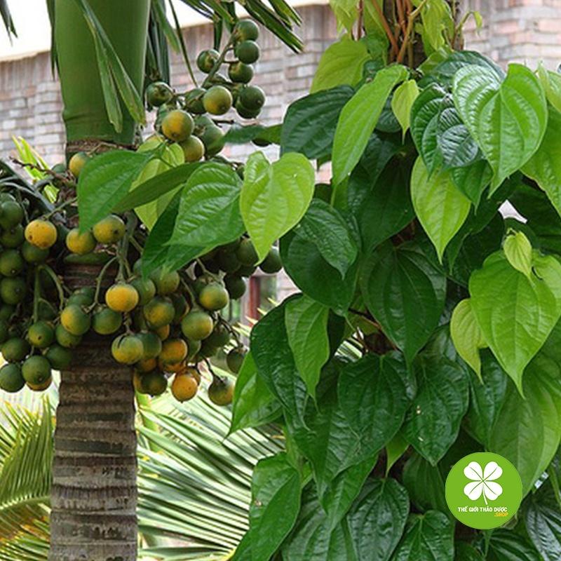 CHUẨN - 01Kg Hạt Cau Khô Loại 1 981SP PV