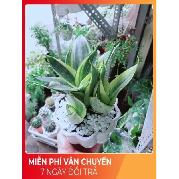 Chậu Lưỡi Hổ Thái Vàng