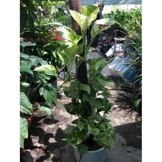 Cây trầu bà sữa