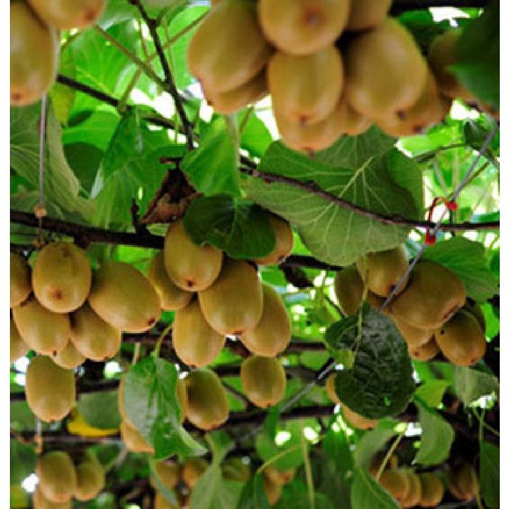 Hạt giống cây ăn trái kiwi KNS3452 - Gói 30 hạt