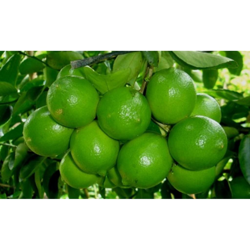 Cây chanh không hạt lớn, đang quả giá rẻ