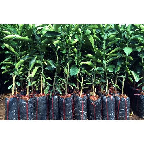 Cây giống bưởi da xanh miền nam