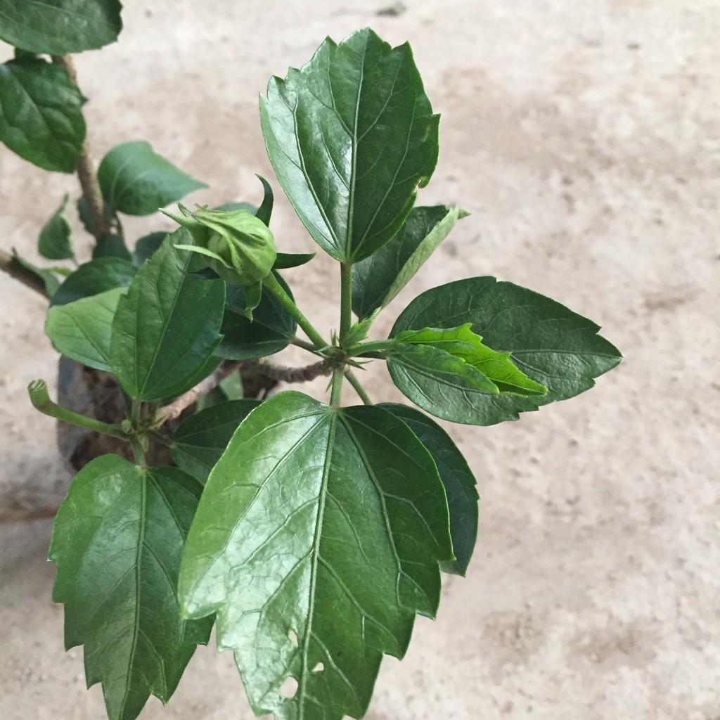 Cây dâm bụt vàng hoa kép, chiều cao cây 25-30cm sức sống mãnh liệt dễ dàng chăm sóc