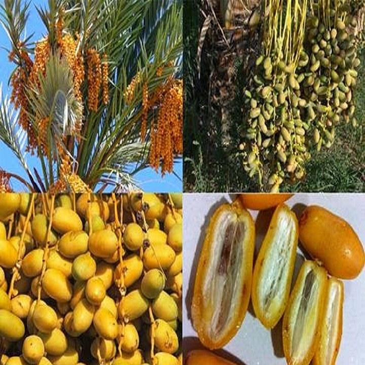 CÂY GIỐNG CHÀ LÀ KHALAS TRUNG ĐÔNG QUẢ VÀNG-GIỐNG NHẬP KHẨU