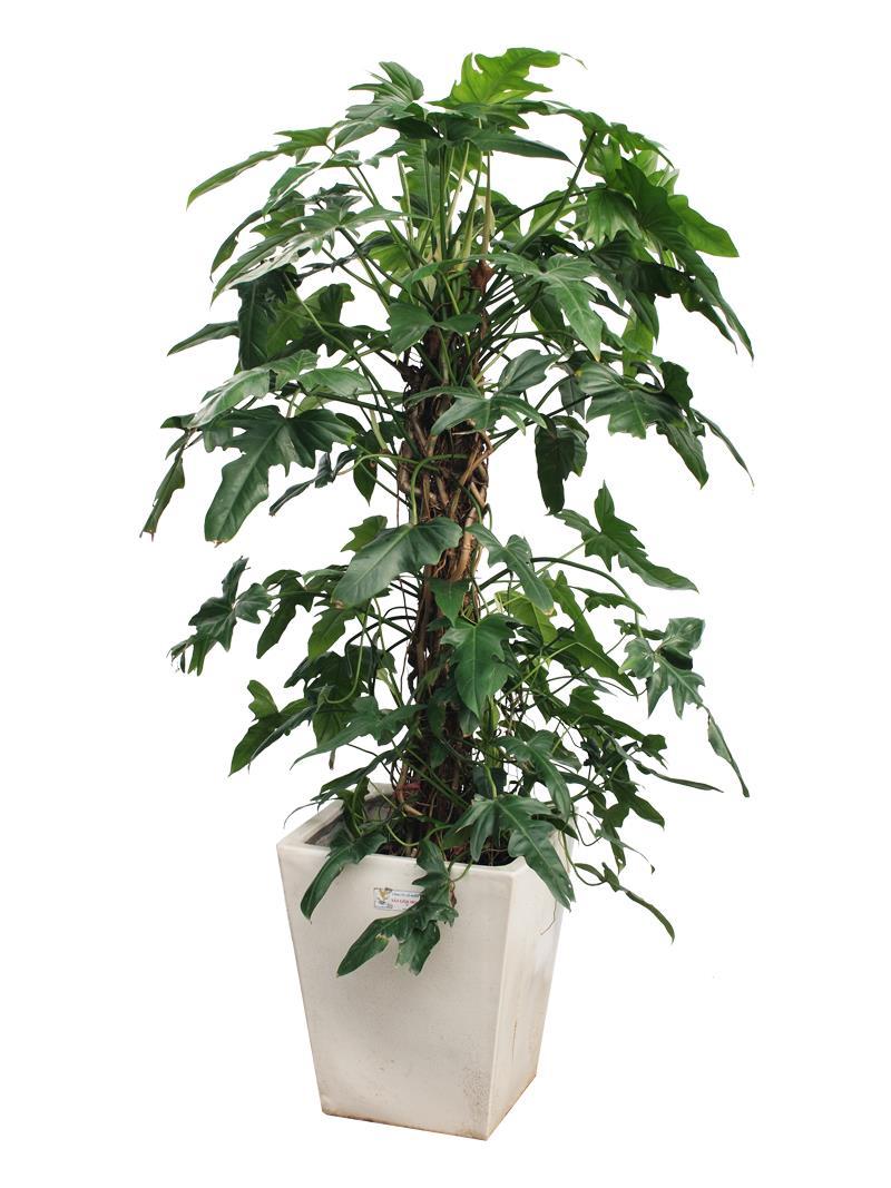 Cây Trầu Bà Lá Lỗ