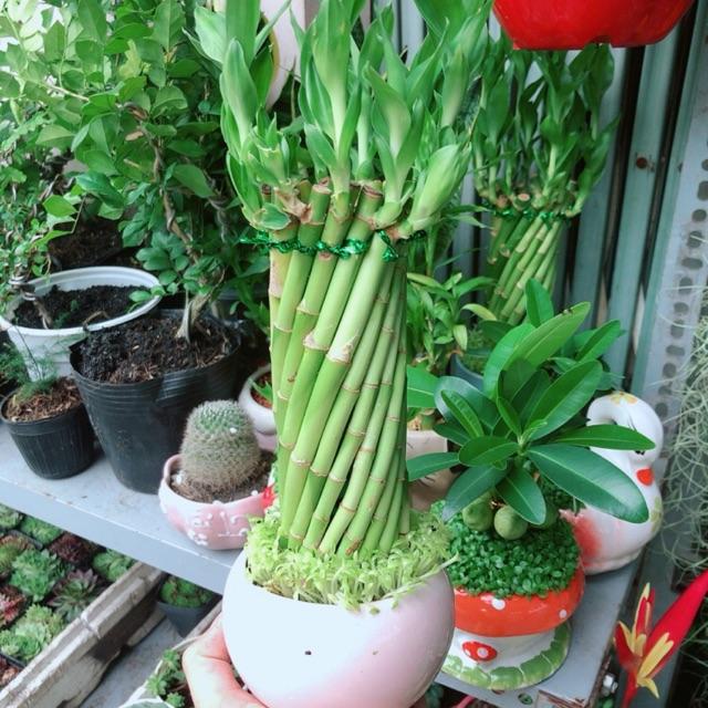 Chậu Trúc Phát Tài