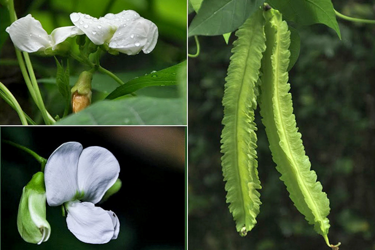 Hạt Giống Đậu Rồng Cao Sản Hương Nông QV-DAURONGCS-HN
