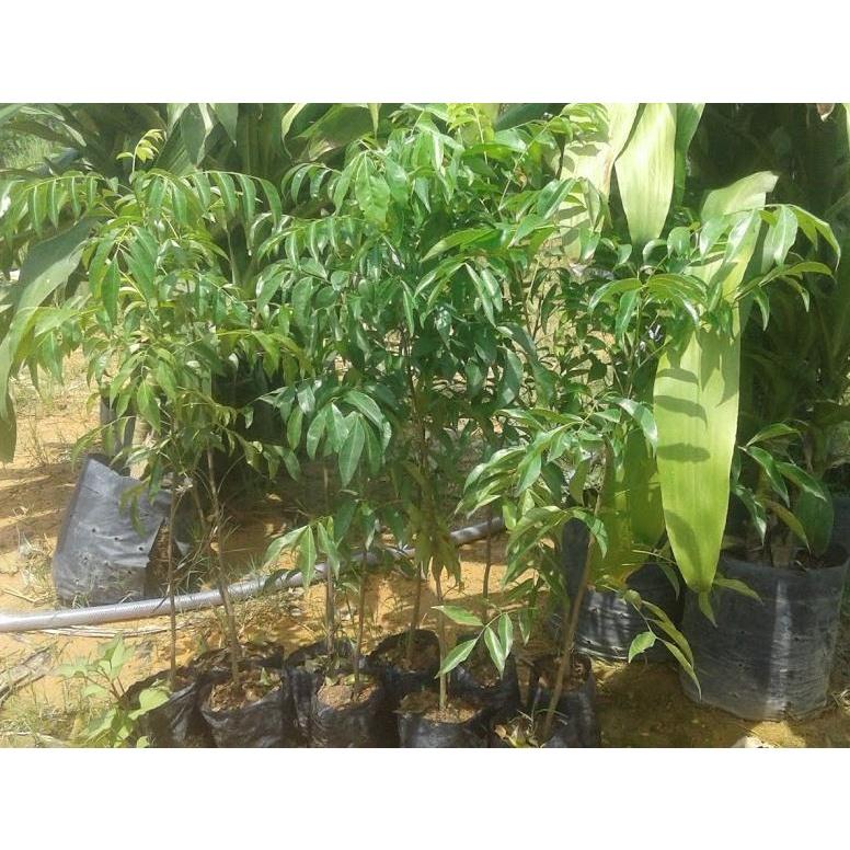 Cây mắc mật giống- cao khoảng 60cm ,CÂY ĐẸP CAM KẾT CHẤT LƯỢNG