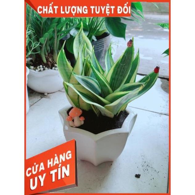 Chậu Lưỡi Hổ Thái Vàng