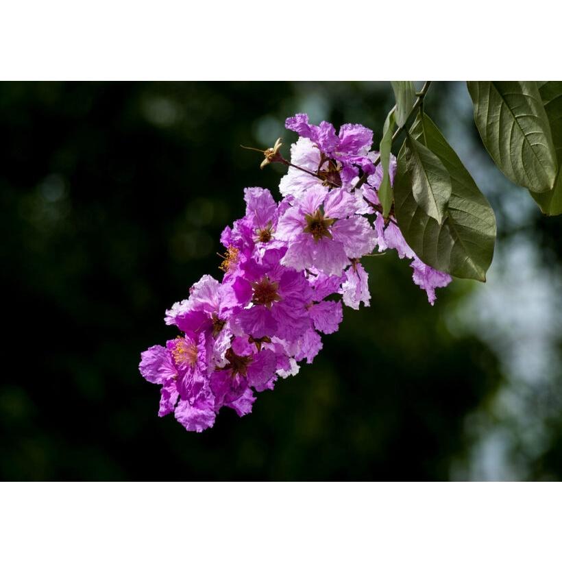 CÂY GIỐNG BẰNG LĂNG TÍM )