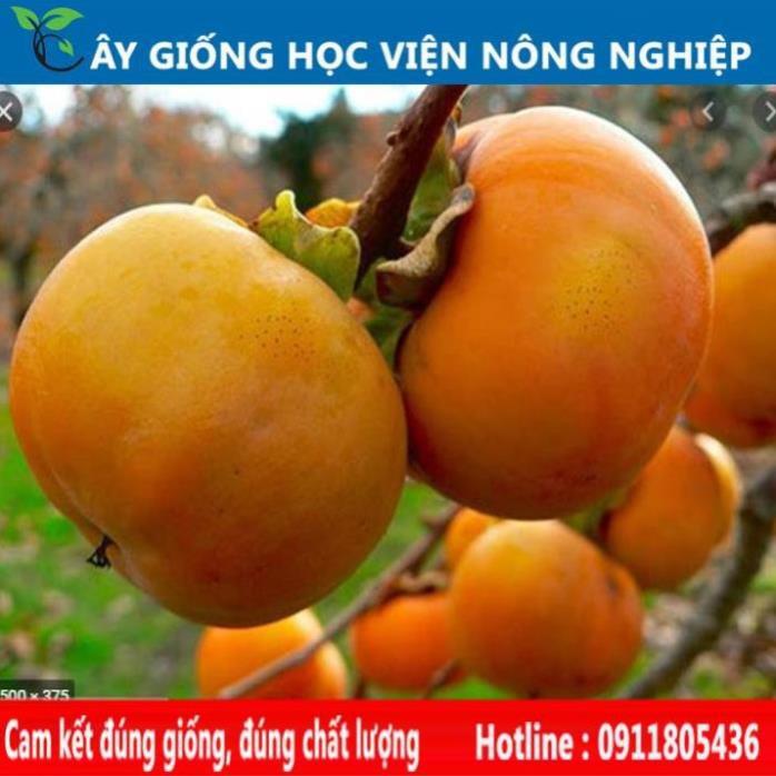 Sản phẩm Cây Ăn Trái cây giống hồng giòn vị ngọt đặc biệt