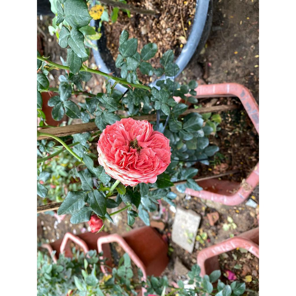 Chậu Cây Hoa Hồng Leo